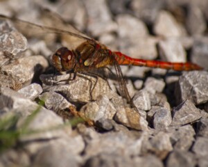 A resting Dragonfly