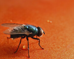 A Fly, Ready to Pounce