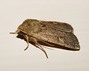 Lazy Moth