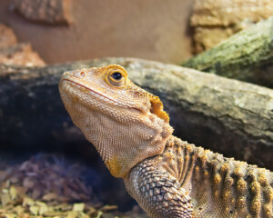 The Thinker