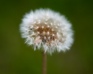 Close-up of a Dandilion Head
