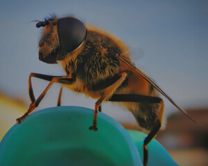 A honey-bee taking a break