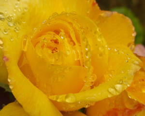 Rain on a Yellow Rose